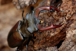 Vliegend hert mannetje (Lucanus cervus), Veluwe